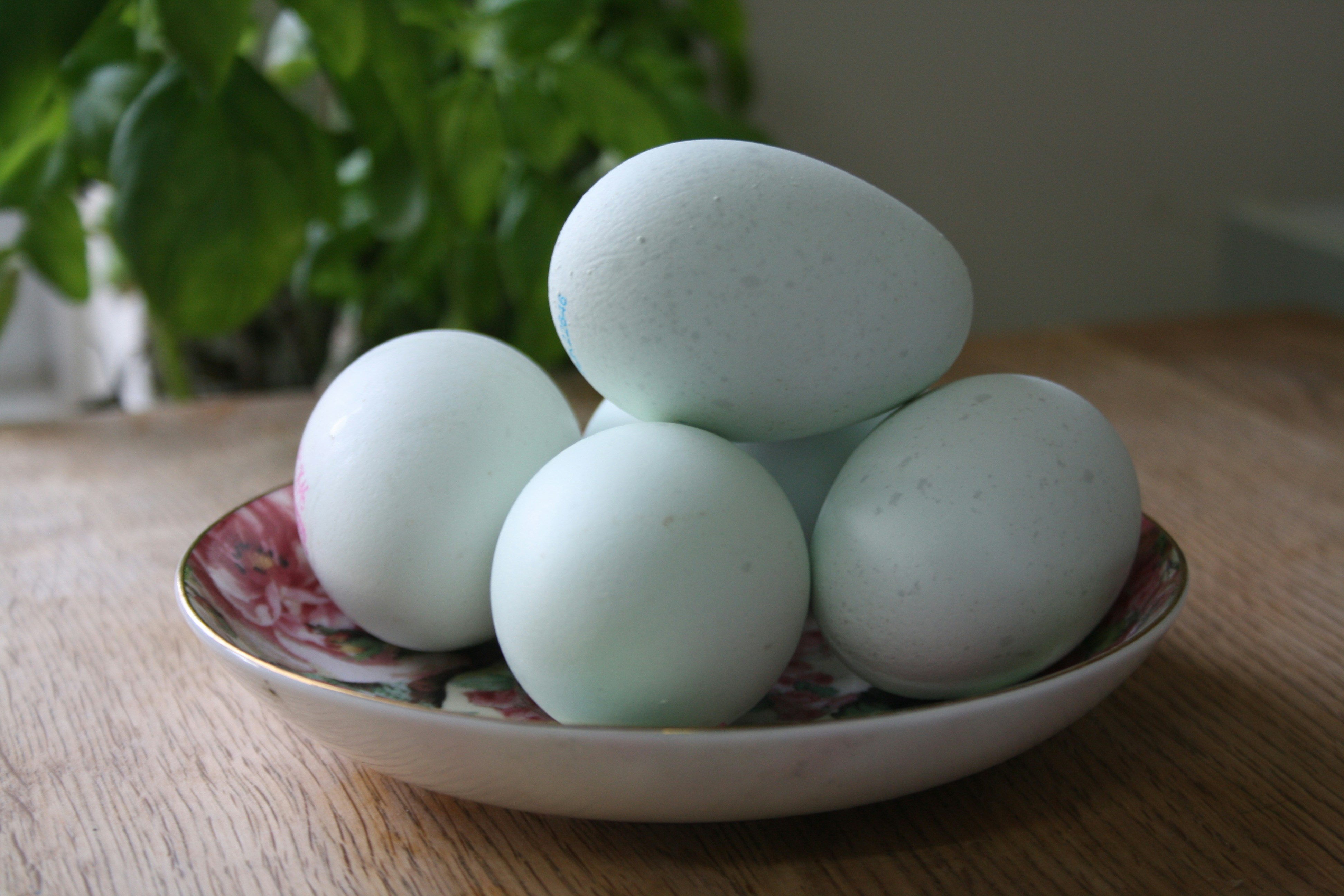Telur Bebek